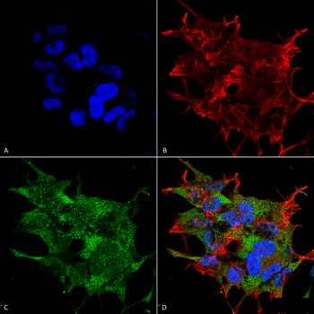 Beclin 1 Antibody (APC)