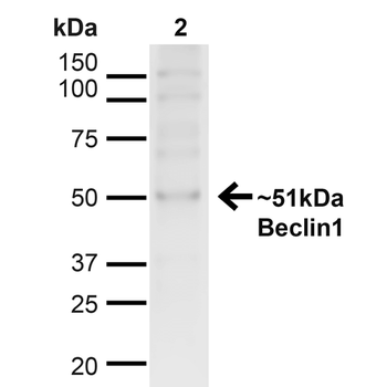 Beclin 1 Antibody (FITC)