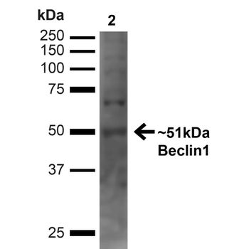 Beclin 1 Antibody (PerCP)