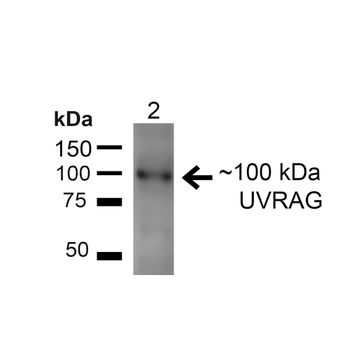 UVRAG Antibody (APC)
