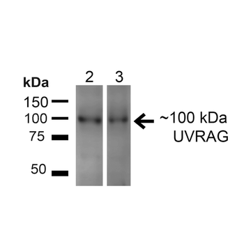 UVRAG Antibody (FITC)
