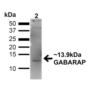 GABARAP Antibody (FITC)