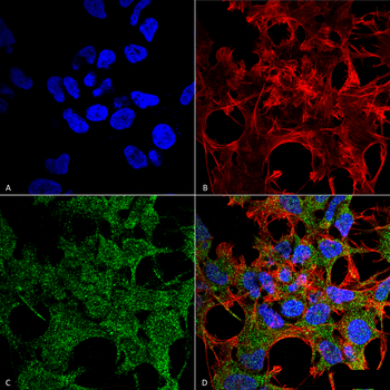 GABARAP Antibody (HRP)