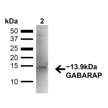 GABARAP Antibody (HRP)