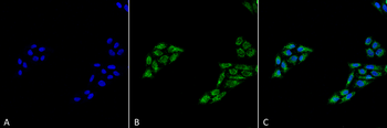 p53 Antibody (HRP)