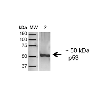 p53 Antibody (HRP)