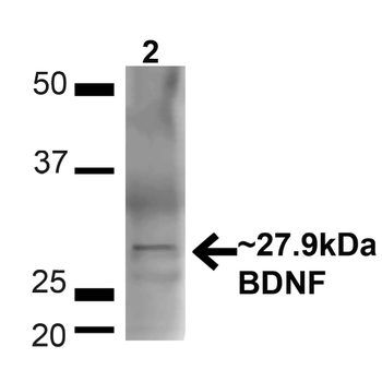 BDNF Antibody (HRP)