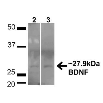 BDNF Antibody (PerCP)