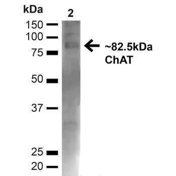 Choline Acetyltransferase Antibody (PerCP)
