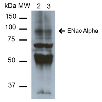 ENaC alpha Antibody (FITC)