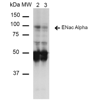 ENaC alpha Antibody