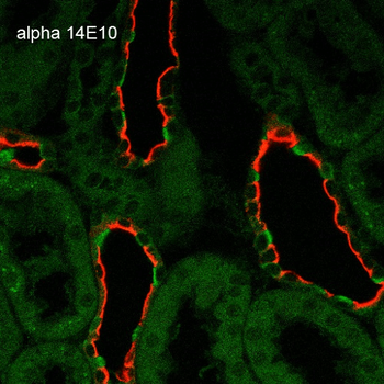 ENaC alpha Antibody (APC)