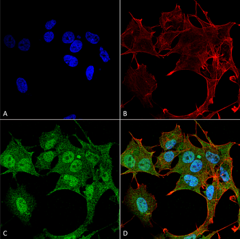 ATG4B Antibody (APC)