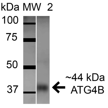 ATG4B Antibody (Biotin)