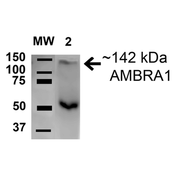 AMBRA1 Antibody (PerCP)