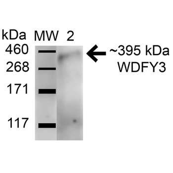 WDFY3 Antibody (Biotin)
