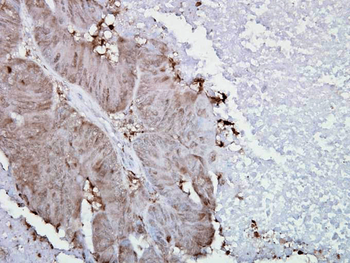 HSP90 alpha Antibody (FITC)