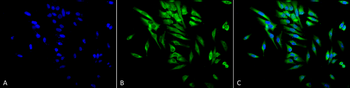 HSP90 alpha/beta Antibody (FITC)