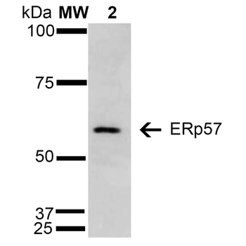 ERp57 Antibody (FITC)