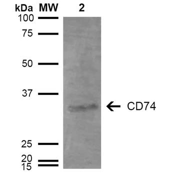 CD74 Antibody (Biotin)