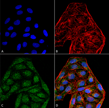 CD74 Antibody (FITC)