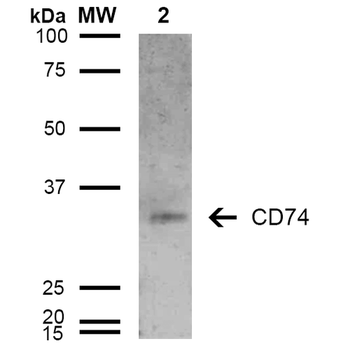 CD74 Antibody (HRP)