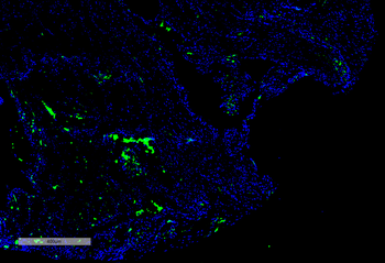 Citrulline Antibody (HRP)