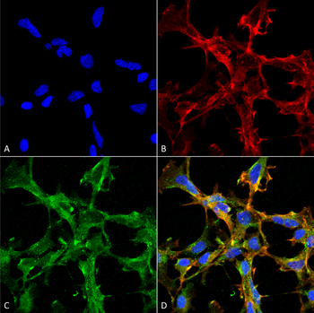 Citrulline Antibody (HRP)