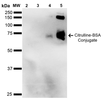 Citrulline Antibody (HRP)