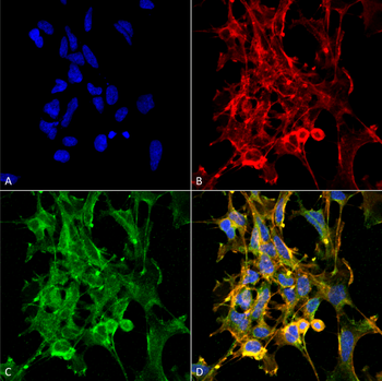 Citrulline Antibody (HRP)
