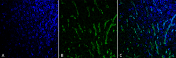 Citrulline Antibody (HRP)