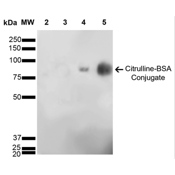 Citrulline Antibody (HRP)
