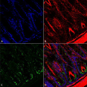 O-GalNAC Antibody (Biotin)