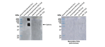 O-GalNAC Antibody (Biotin)