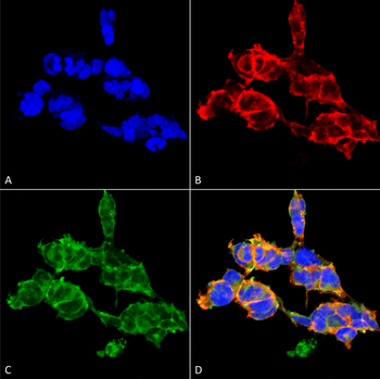 O-GalNAC Antibody (HRP)