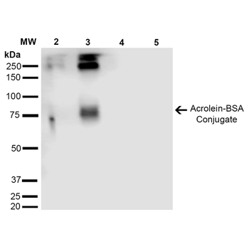 Acrolein Antibody (Biotin)