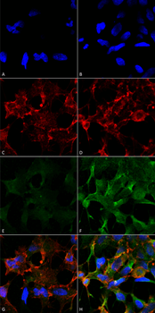Acrolein Antibody (RPE)