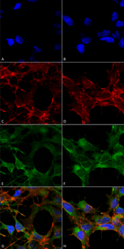 Acrolein Antibody (RPE)