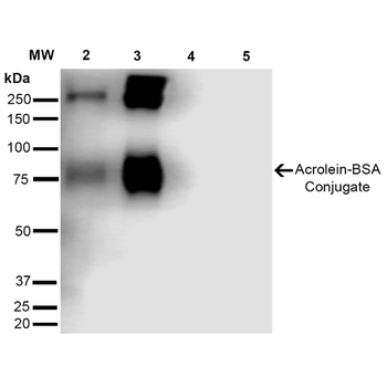 Acrolein Antibody (RPE)