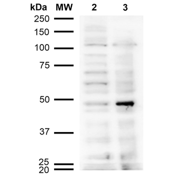 Acrolein Antibody (RPE)