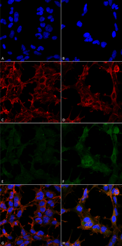 Hexanoyl-Lysine adduct Antibody (HRP)