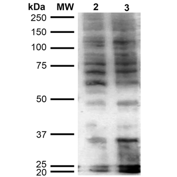 Hexanoyl-Lysine adduct Antibody (PerCP)