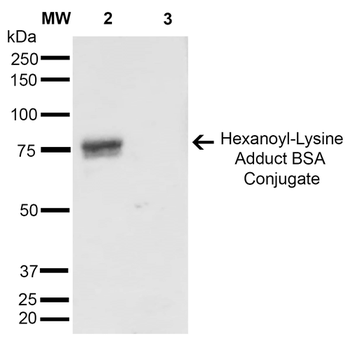Hexanoyl-Lysine adduct Antibody (RPE)