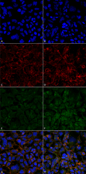 Hexanoyl-Lysine adduct Antibody (FITC)