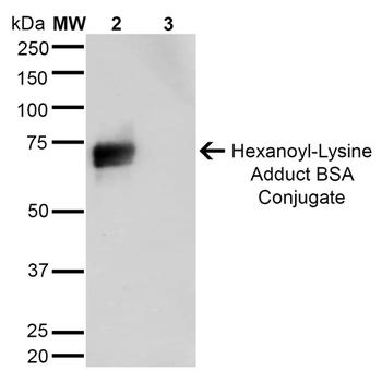 Hexanoyl-Lysine adduct Antibody (HRP)