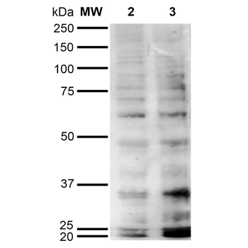 Hexanoyl-Lysine adduct Antibody (HRP)
