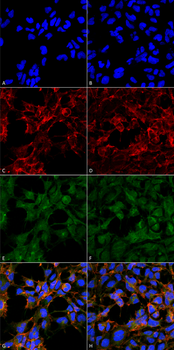Malondialdehyde Antibody (PerCP)
