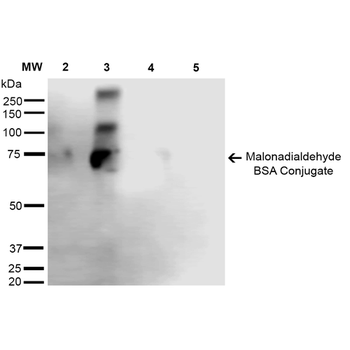 Malondialdehyde Antibody (PerCP)
