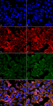 Malondialdehyde Antibody (APC)