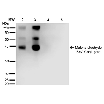 Malondialdehyde Antibody (APC)